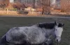кінь, футбольне поле, пошук господаря