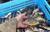 зариблення річки Самара