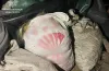 риба