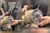 саморобний пристрій, додаток, дрон, кабанчик