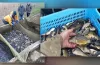 зариблення