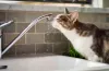аварійні роботи, водопостачання