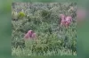 лисиці, розмноження, екосистема