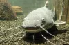 акваріум, екзотичні риби