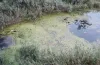У Кам’янському стартувало оновлення лівобережного дренажного каналу 