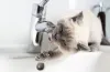 немає води