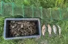 затримали браконьєра на Криворіжжі