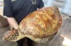 черепаха