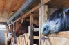 Трагедія у Кам’янському: з ферми втекли коні, один загинув 