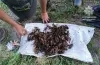 раки