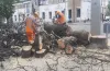 упорядкування, зелені насадження, омолодження дерев