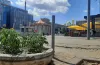клумба, помідори