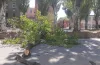 буревій, липа, падіння, вітер