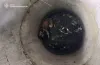 песик у колодязі