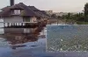 мертва риба, замор, проба води, дослідження