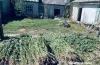  На Дніпропетровщині поліцейські вилучили майже 900 кущів конопель