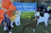 Кінологічний фестиваль «Гав-Гав Фест – 2025» відбувся у Дніпрі