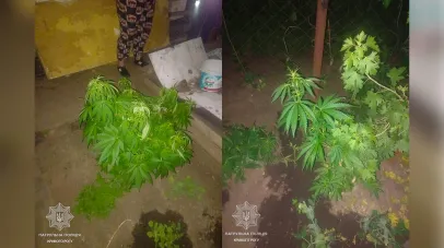 кущі