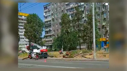 тополі, вирубування, комунальники, зливова каналізація