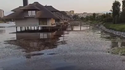 загибель риби, вода, неприємний запах