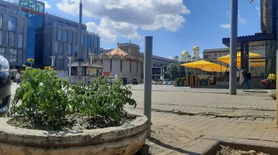 клумба, помідори