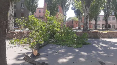буревій, липа, падіння, вітер