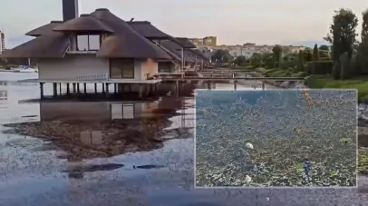 мертва риба, замор, проба води, дослідження