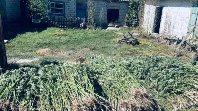  На Дніпропетровщині поліцейські вилучили майже 900 кущів конопель