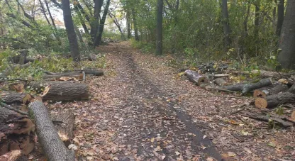 Тунельна балка, вирубка дерев, дуб