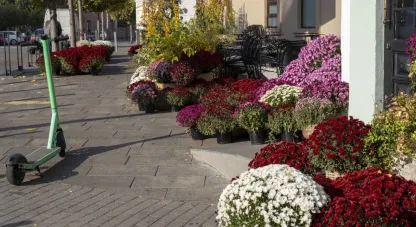 Хризантеми, квіткова локація