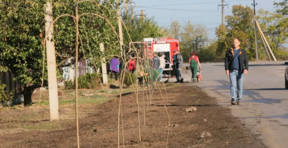 посадка дерев, шовковиця, догляд