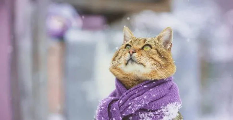 Погода