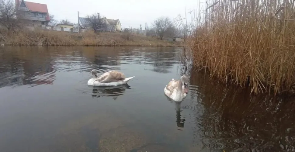 лебеді, річка