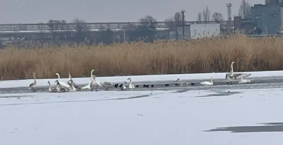 лебеді, річка, підкормка