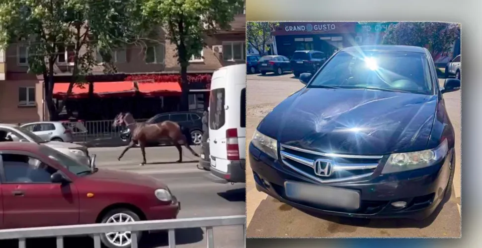 незвична ДТП, кінь, авто