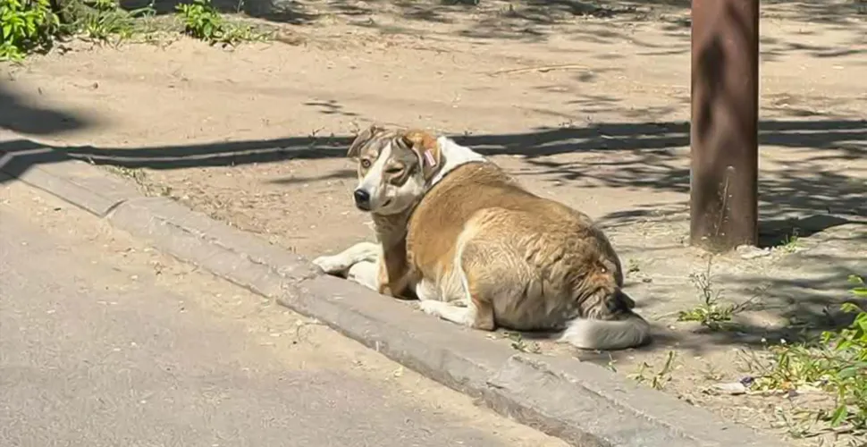 безпритульні собаки, напад, кусання