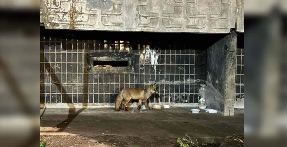 хижий звір, дикий лис