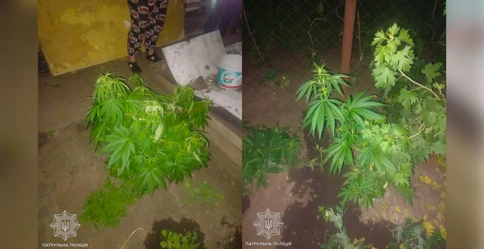 кущі
