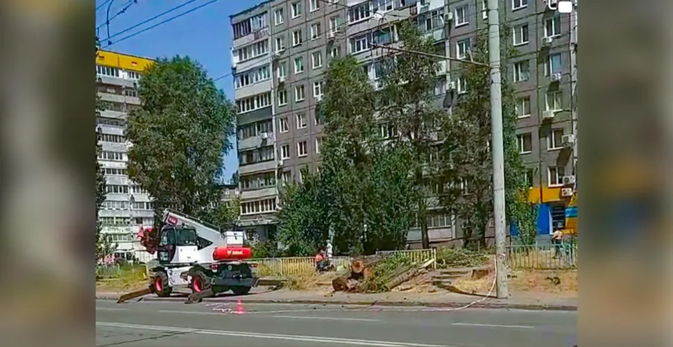 тополі, вирубування, комунальники, зливова каналізація