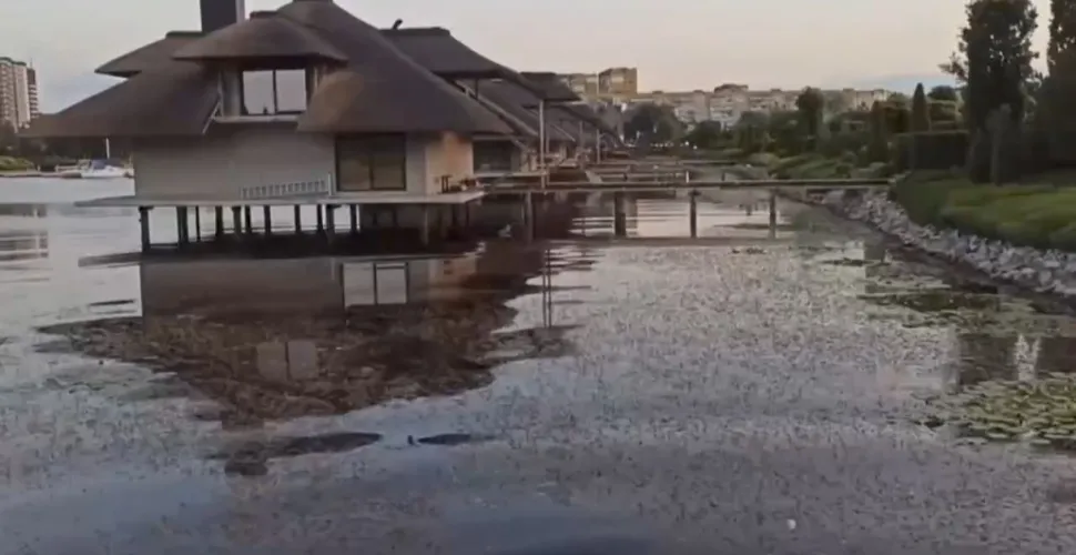 загибель риби, вода, неприємний запах