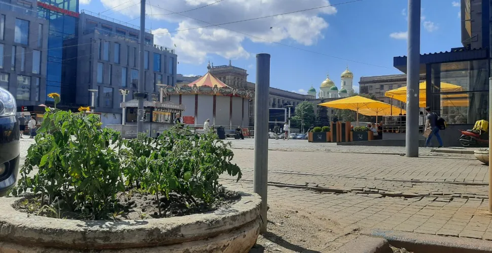 клумба, помідори