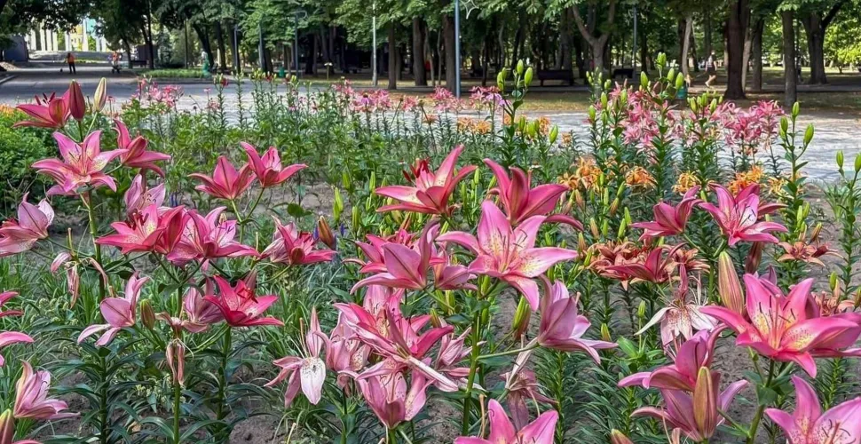 клумба, лілії, квіти, парк Шевченка