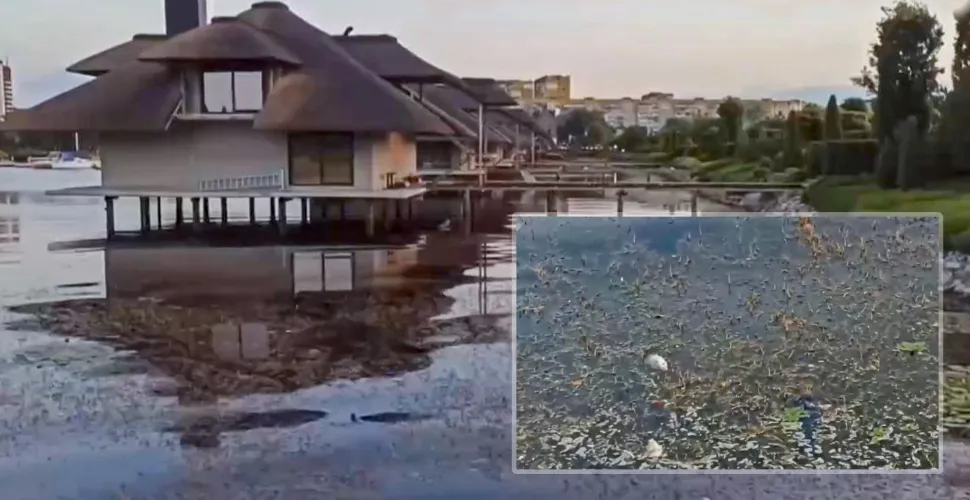мертва риба, замор, проба води, дослідження