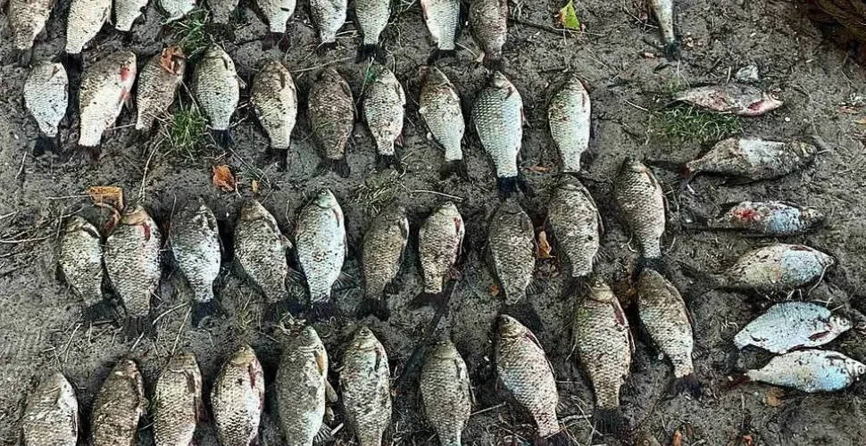 Біля Курилівки затримали браконьєра з уловом на пів мільйона гривень