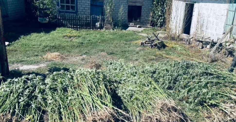 На Дніпропетровщині поліцейські вилучили майже 900 кущів конопель